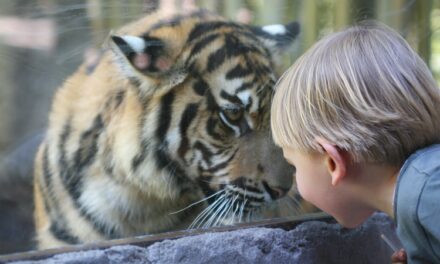 О Маленьком Принце и Большом Коте
