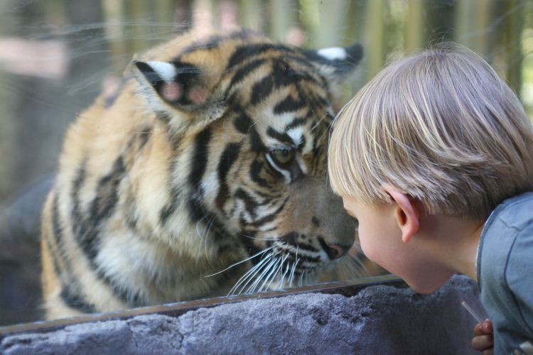 О Маленьком Принце и Большом Коте